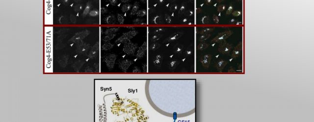 Sima Lev: Cog4 restores GS15-Syntaxin 5 pairing in Cog4-KD cells in Sly1 - binding dependent manner