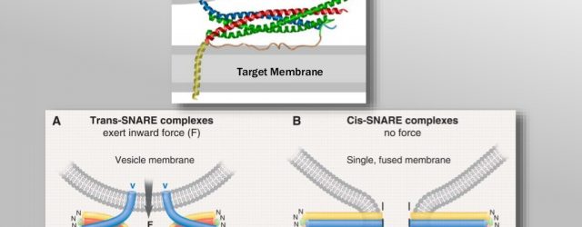 Slide 2: SNAREpin Assembly Drives Membrane Fusion